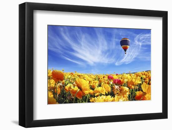 The Huge Field of White and Orange Buttercups (Ranunculus Asiaticus)-kavram-Framed Photographic Print