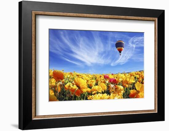 The Huge Field of White and Orange Buttercups (Ranunculus Asiaticus)-kavram-Framed Photographic Print