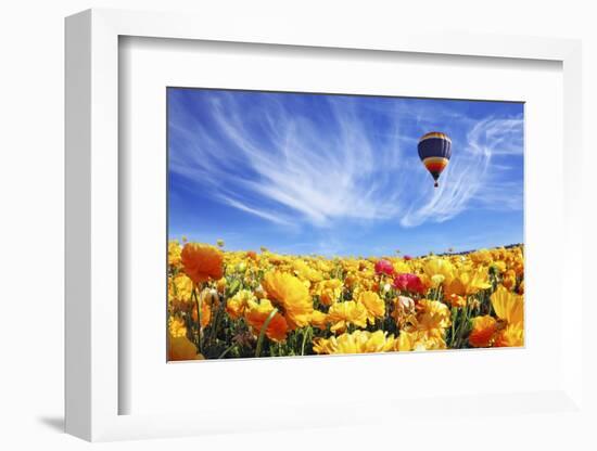 The Huge Field of White and Orange Buttercups (Ranunculus Asiaticus)-kavram-Framed Photographic Print