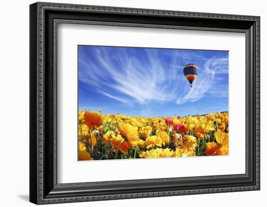 The Huge Field of White and Orange Buttercups (Ranunculus Asiaticus)-kavram-Framed Photographic Print