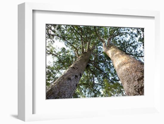 The Huge Kauri Trees, Waiau Falls Scenic Reserve, Coromandel Peninsula on North Island, New Zealand-Paul Dymond-Framed Photographic Print