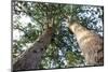 The Huge Kauri Trees, Waiau Falls Scenic Reserve, Coromandel Peninsula on North Island, New Zealand-Paul Dymond-Mounted Photographic Print