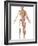 The Human Skeleton And Muscular System, Front View-Stocktrek Images-Framed Photographic Print