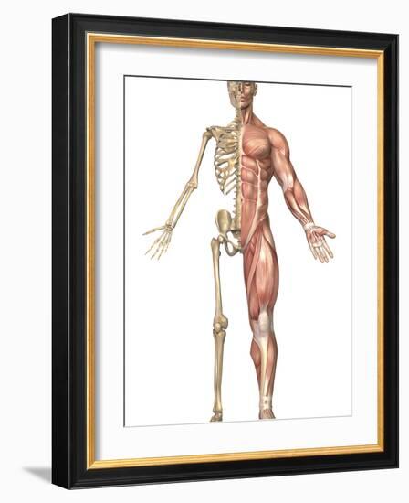 The Human Skeleton And Muscular System, Front View-Stocktrek Images-Framed Photographic Print