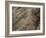 The Humming Bird Geoglyph, aerial view, Nazca, UNESCO World Heritage Site, Ica Region, Peru, South -Karol Kozlowski-Framed Photographic Print