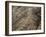 The Humming Bird Geoglyph, aerial view, Nazca, UNESCO World Heritage Site, Ica Region, Peru, South -Karol Kozlowski-Framed Photographic Print