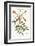 The Hummingbird, 1749-73-Mark Catesby-Framed Giclee Print