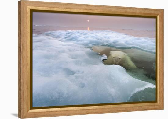 The Ice Bear-Paul Souders-Framed Premier Image Canvas