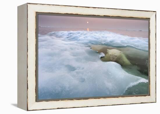 The Ice Bear-Paul Souders-Framed Premier Image Canvas