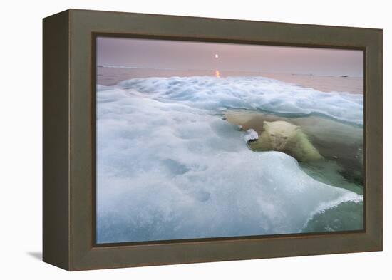 The Ice Bear-Paul Souders-Framed Premier Image Canvas