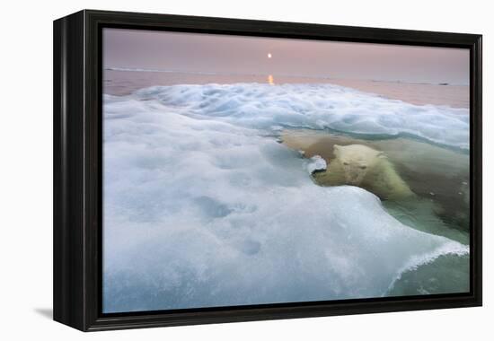 The Ice Bear-Paul Souders-Framed Premier Image Canvas