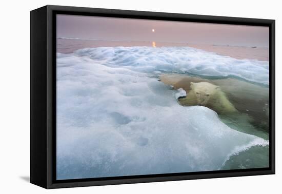 The Ice Bear-Paul Souders-Framed Premier Image Canvas