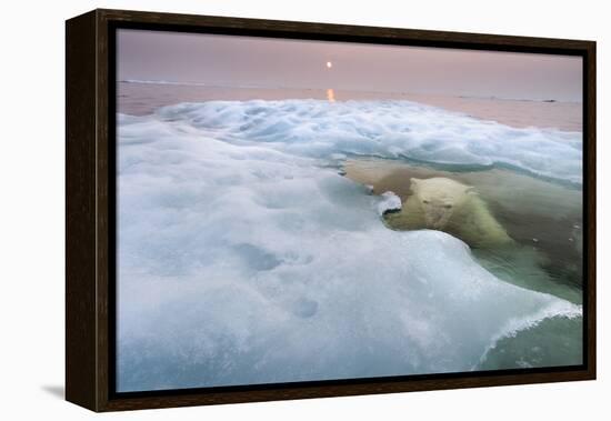 The Ice Bear-Paul Souders-Framed Premier Image Canvas