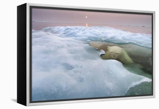 The Ice Bear-Paul Souders-Framed Premier Image Canvas