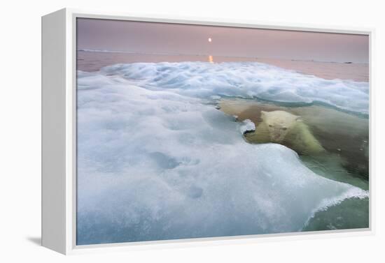 The Ice Bear-Paul Souders-Framed Premier Image Canvas