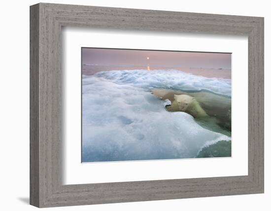 The Ice Bear-Paul Souders-Framed Photographic Print