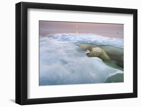 The Ice Bear-Paul Souders-Framed Photographic Print