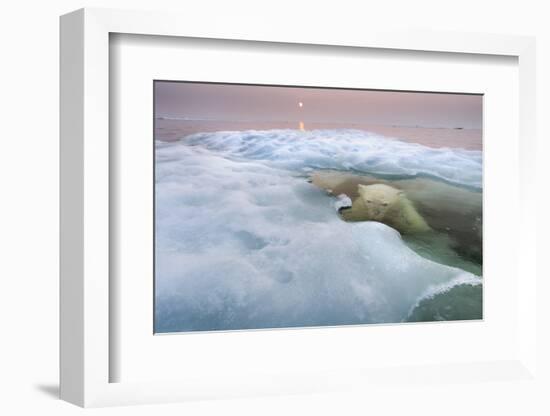 The Ice Bear-Paul Souders-Framed Photographic Print