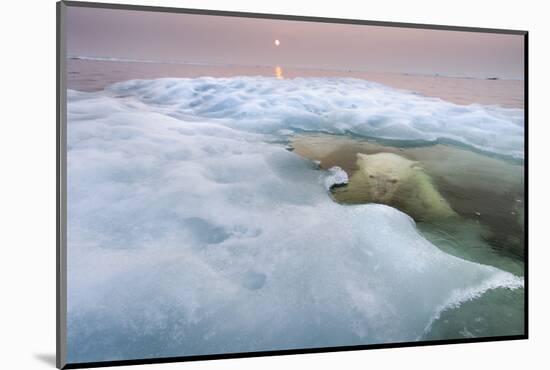The Ice Bear-Paul Souders-Mounted Photographic Print