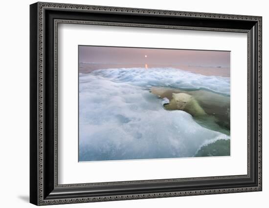 The Ice Bear-Paul Souders-Framed Photographic Print