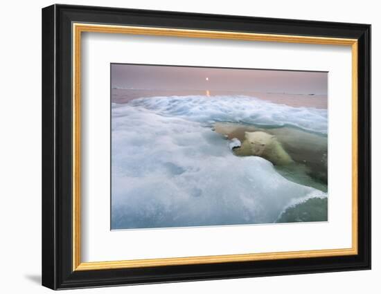 The Ice Bear-Paul Souders-Framed Photographic Print