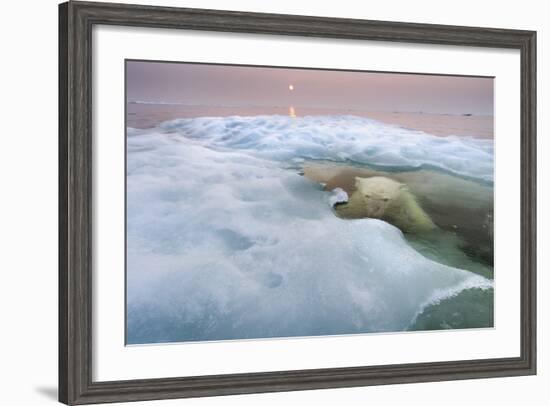 The Ice Bear-Paul Souders-Framed Photographic Print