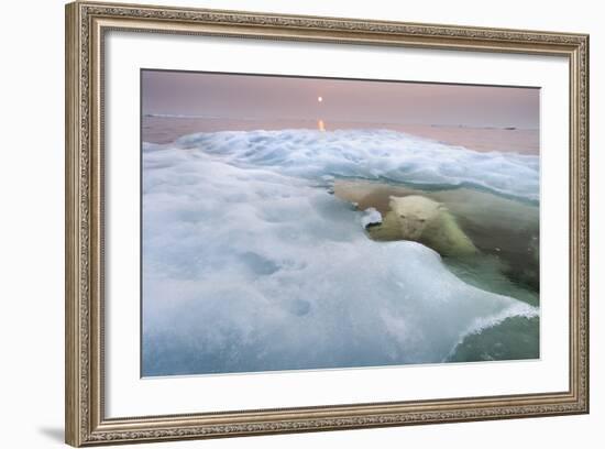 The Ice Bear-Paul Souders-Framed Photographic Print