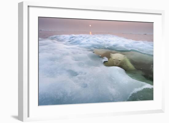 The Ice Bear-Paul Souders-Framed Photographic Print