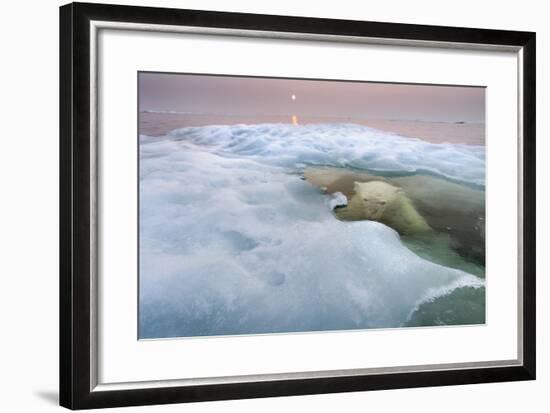 The Ice Bear-Paul Souders-Framed Photographic Print