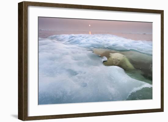 The Ice Bear-Paul Souders-Framed Photographic Print