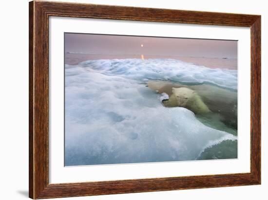 The Ice Bear-Paul Souders-Framed Photographic Print