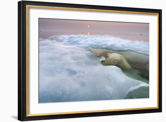 The Ice Bear-Paul Souders-Framed Photographic Print