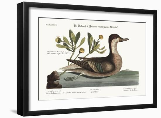 The Ilathera Duck, 1749-73-Mark Catesby-Framed Giclee Print