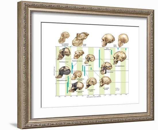 The Increase in Hominid Cranial Capacity over Time. Evolution-Encyclopaedia Britannica-Framed Art Print