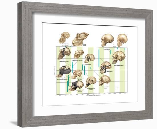 The Increase in Hominid Cranial Capacity over Time. Evolution-Encyclopaedia Britannica-Framed Art Print