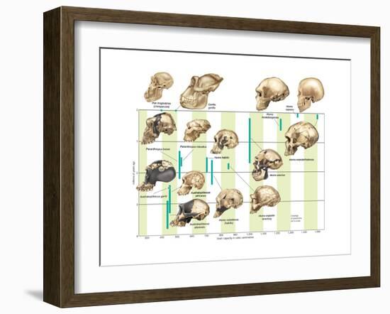 The Increase in Hominid Cranial Capacity over Time. Evolution-Encyclopaedia Britannica-Framed Art Print