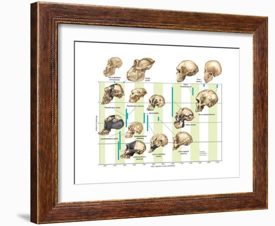 The Increase in Hominid Cranial Capacity over Time. Evolution-Encyclopaedia Britannica-Framed Art Print