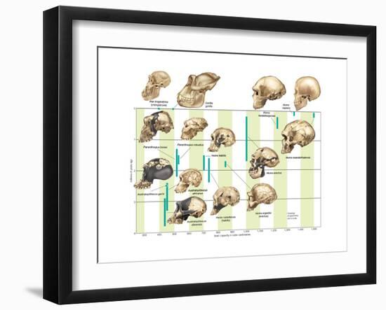 The Increase in Hominid Cranial Capacity over Time. Evolution-Encyclopaedia Britannica-Framed Art Print