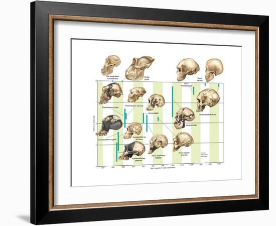 The Increase in Hominid Cranial Capacity over Time. Evolution-Encyclopaedia Britannica-Framed Art Print