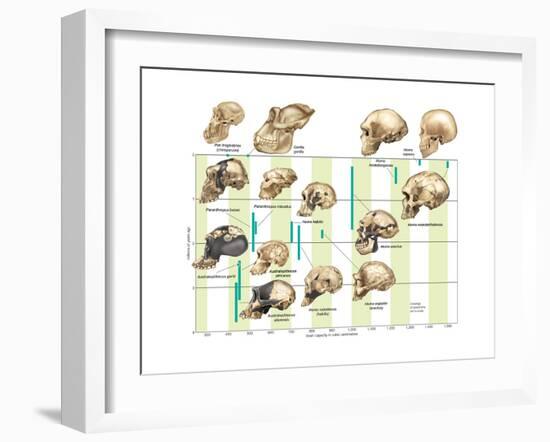 The Increase in Hominid Cranial Capacity over Time. Evolution-Encyclopaedia Britannica-Framed Art Print