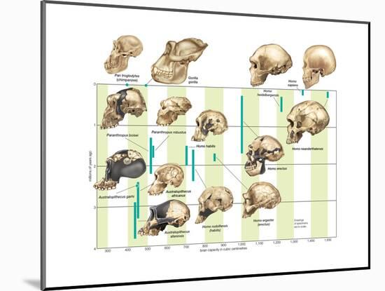The Increase in Hominid Cranial Capacity over Time. Evolution-Encyclopaedia Britannica-Mounted Art Print