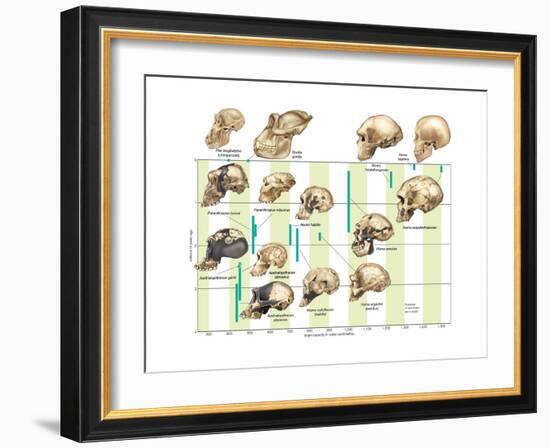 The Increase in Hominid Cranial Capacity over Time. Evolution-Encyclopaedia Britannica-Framed Art Print