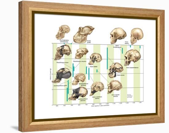 The Increase in Hominid Cranial Capacity over Time. Evolution-Encyclopaedia Britannica-Framed Stretched Canvas