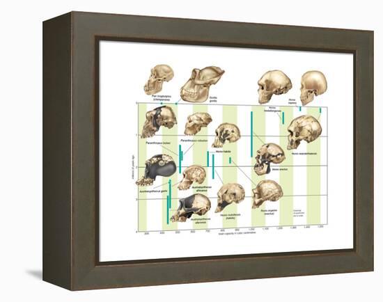 The Increase in Hominid Cranial Capacity over Time. Evolution-Encyclopaedia Britannica-Framed Stretched Canvas