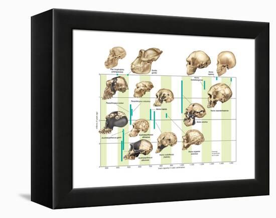 The Increase in Hominid Cranial Capacity over Time. Evolution-Encyclopaedia Britannica-Framed Stretched Canvas