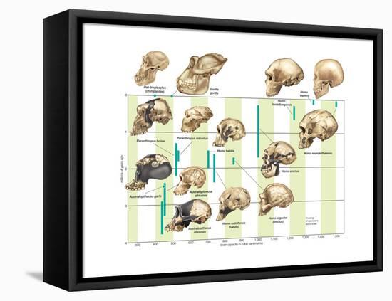 The Increase in Hominid Cranial Capacity over Time. Evolution-Encyclopaedia Britannica-Framed Stretched Canvas