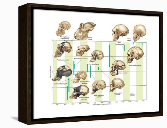 The Increase in Hominid Cranial Capacity over Time. Evolution-Encyclopaedia Britannica-Framed Stretched Canvas