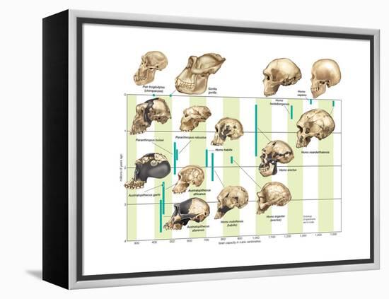 The Increase in Hominid Cranial Capacity over Time. Evolution-Encyclopaedia Britannica-Framed Stretched Canvas