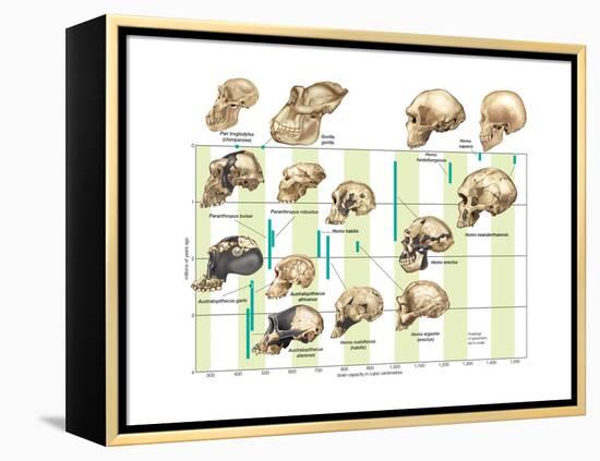 The Increase in Hominid Cranial Capacity over Time. Evolution-Encyclopaedia Britannica-Framed Stretched Canvas