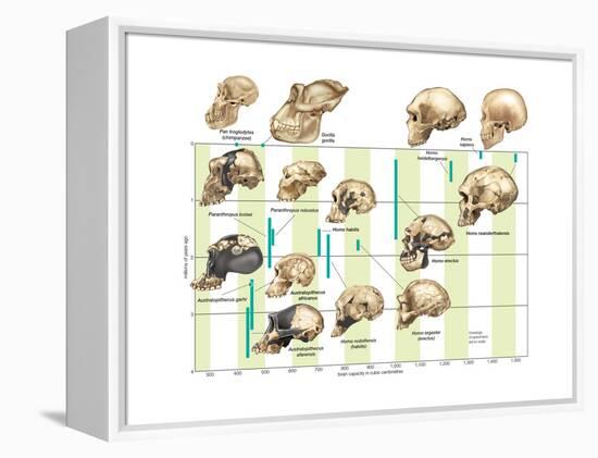 The Increase in Hominid Cranial Capacity over Time. Evolution-Encyclopaedia Britannica-Framed Stretched Canvas